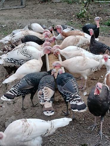 damazlıq heyvanların satışı: Erkək, Damazlıq, Ünvandan götürmə, Ödənişli çatdırılma — 2