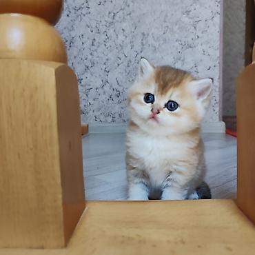 Pişiklər: Qızıl şinşilla — 5