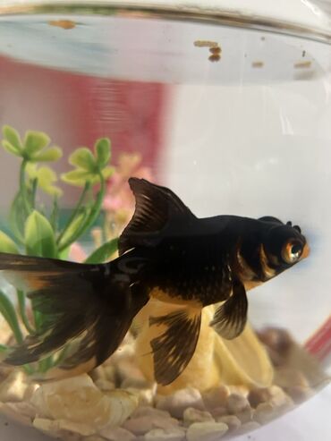 Balıqlar: Qızıl balıq, Sülhsevər, Pulsuz çatdırılma -da lalafo.az — 2 Balıqlar: Qızıl balıq, Sülhsevər, Pulsuz çatdırılma — 2