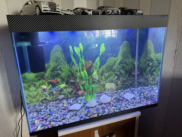 Akvariumlar: Dördbucaq akvarium, Balıqlarla birlikdə, 90 l
