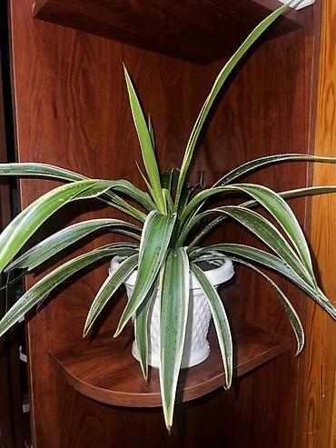 polimer gil satisi: Xlorofitum satılır. Otaq bitkisi ; ofis bitkisi — 1