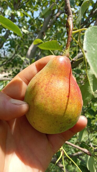 Фрукты и ягоды: Фрукты и ягоды — 10