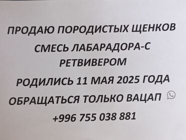 алабай для вязки: 2 месяца, Самка, С прививкой, С родословной
