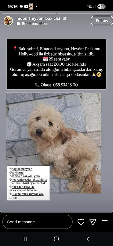 essey: Xidmət: İt axtarışı elanının hazırlanması və yayımı Təsvir: - Bakı — 1