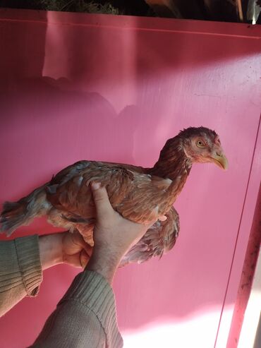 Pitiminutkalar: Heyratı toyuqları satılır gəncədədir tam sağlam heyvanlardi — 4