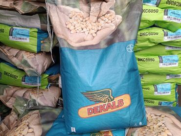 хаггис элит софт 3 цена бишкек: Семена и саженцы Кукурузы, Самовывоз