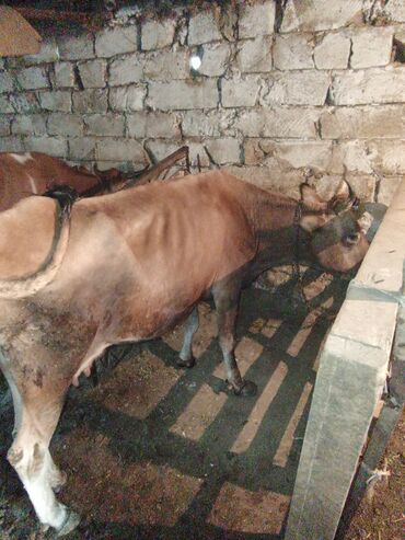 Dişi, Simental, il: 4, 280 kq, Damazlıq, Südlük, Ətlik
