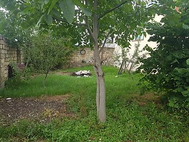 naxcivan satilan heyet evleri: 6 sot, Tikinti, Mülkiyyətçi, Kupça (Çıxarış) — 7