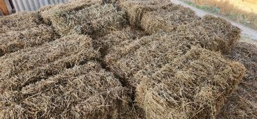 сколько стоит домик для кошки: ПРОДАЮ Кастра тюки. Беловодск Петровка центр. 185 штук