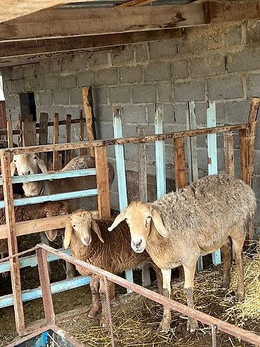 Баран, овца: Продаю | Овца (самка) | Арашан | Для разведения | Матка — 3