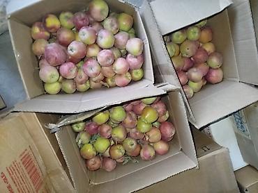 малина геракл купить: Яблоки Превосходное, Оптом, В розницу — 2