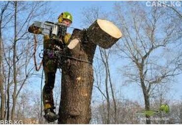 услуги по дереву: Пилю Деревья и Дрова Мастер опыт 19лет