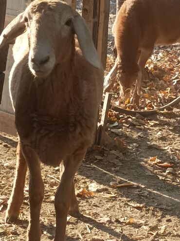 продаю музоо торпок корова самка бык самец айрширская ангус алатауская на забой для разведения на откорм племенные нетель привязанные: Продаю | Овца (самка) | Арашан | Для разведения