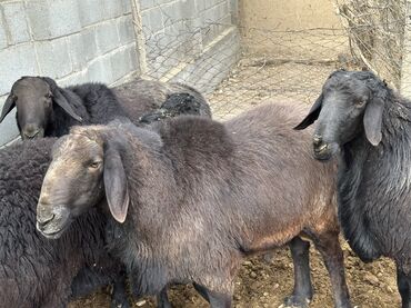 Бараны, овцы: Продаю | Баран (самец), Ягненок | Гиссарская, Арашан | Для разведения, Для шерсти, На забой | Племенные — 11