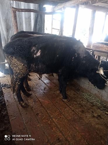 Коровы, быки: Продаю | Бык (самец) | Полукровка | На откорм | Племенные at lalafo.kg — 6 Коровы, быки: Продаю | Бык (самец) | Полукровка | На откорм | Племенные — 6