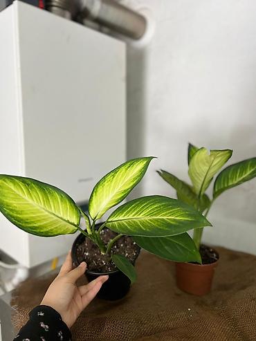 Другие комнатные растения: Представляем ассортимент декоративно-лиственных растений, которые — 9