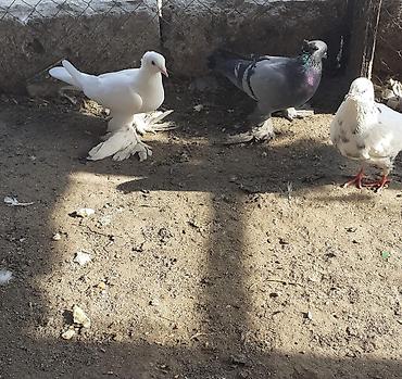göyərçin satışı: Iri lelekli kekilli quslar satilir hamisi ebresden — 5
