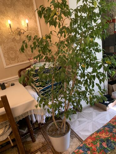 продаю деревья: 🌿 Фикус Бенджамина 🌿 Продаю красивый и здоровый фикус Бенджамина в