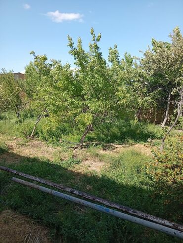 Həyət evləri və villaların satışı: Yaşma bağlarında 12 sot obyekt & həyət evi satılır . 12 sot boydan — 4