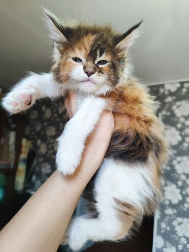 вислоухие шотландские котята: Котята Мейн-куны в помёте девочка и мальчик, возраст месяц импорт