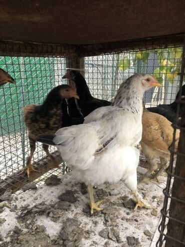 купить декоративных курей: Продаю | Куры | Для разведения