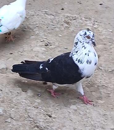 dekorativ goyərcin: 3 gün qabaq tutulub qızğın erkeydi qiymet sondu qara çil saxlamiram — 7