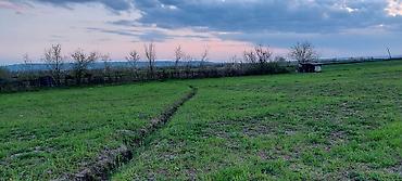 Torpaq sahələrinin satışı: 200 sot, Kənd təsərrüfatı — 9