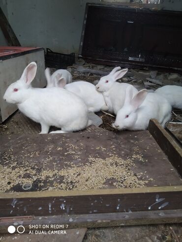 Dovşanlar: Ağ rəngli ev dovşanları – bir neçə fərqli fərd - Rəng: tam ağ — 2