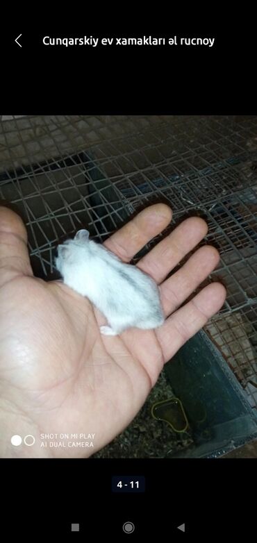 Gəmiricilər: Xamyaklar cunqariklar ən mehriban aqresiyası olmayan insana uyuşan — 7