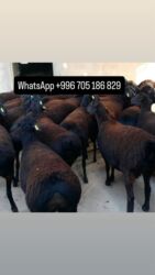 сколько стоит кане корсо: Продаю | Овца (самка), Ягненок, Баран (самец) | Арашан, Романовская, Гиссарская | На забой, Для разведения, Для шерсти | Осеменитель, Ягнившаяся, Матка