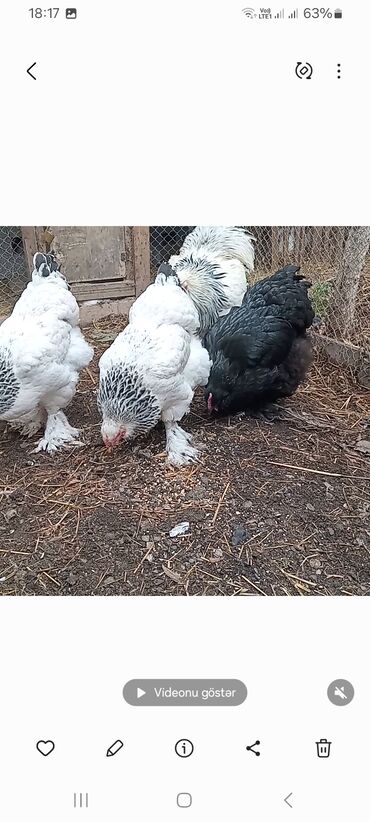 Toyuqlar: Toyuq, Brama, Damazlıq — 10