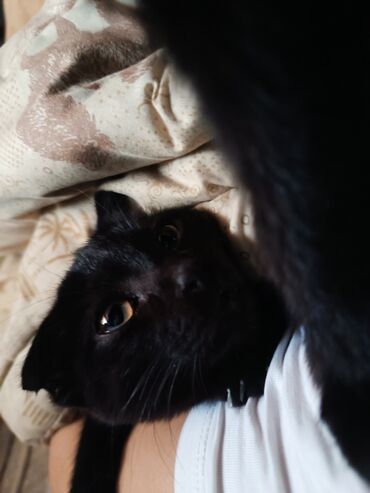 Отдам даром кошку: Кошка даром: Скотиш Фолд (Шотландская вислоухая), 4 месяца, Девочка, Приучена к лотку — 3