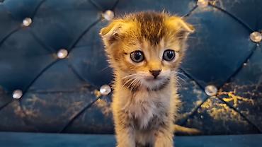 Pişiklər: Britain Şotland Bala Pişikler Satılır! 5 denedir 1ay 10gunluy — 18