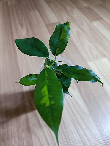 Фикусы: Фикусы Бенджамина разных сортов. Укоренённые черенки в стаканчиках с — 5