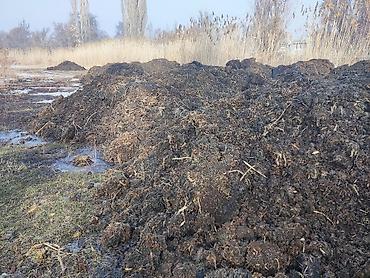 куплю торф: Торф чернозем земля торф грибы торф только камазами или хово от 5 — 2