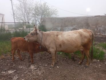 mal bazari: Dişi, il: 6, Damazlıq, Südlük, Ətlik