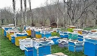 ucuz quslar: Karnika bozdağ bakfas cinsli arilardi. Yesikler yenidir. Arıçılığa — 1