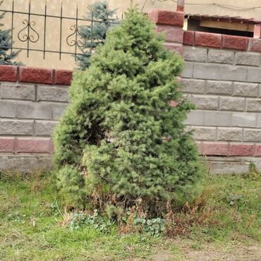 Декоративные деревья: Саженцы деревьев: Ели, Самовывоз, Платная доставка — 12