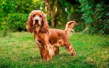 koker spaniel baku: Koker spaniyel, 1 il, Erkək — 1