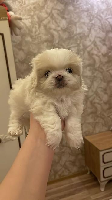 kiçik heyvanlar: Pekines, 1 ay, Dişi — 1