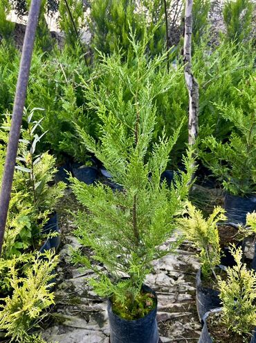 Tinglər: Məhsul: İynəyarpaqlı dekorativ ağac və xurma tingləri - Thuja/Kiparis — 8
