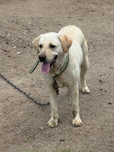 alman qurdu it: Labrador-retriver, 1 il, Dişi, Cütləşmə üçün — 1
