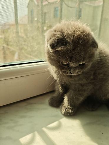 Pişiklər: Britan — 3