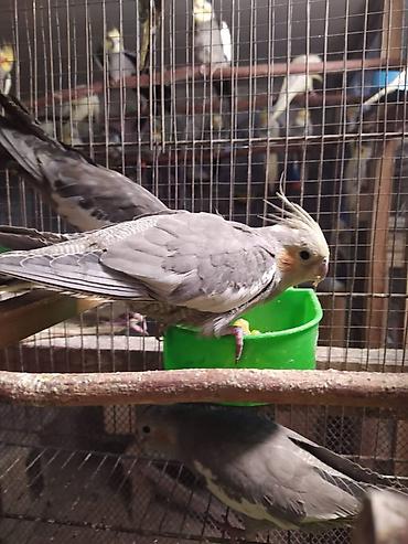 bulbul satılır: Diqqet quslarin altinin ve yerinin temizliyine fikir verin — 3