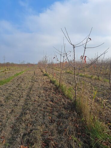 Torpaq sahələrinin satışı: Quba-Xaçmaz ərazisindədir Asvalt yola 5km yaxınlıqda 6 illik karmen — 8