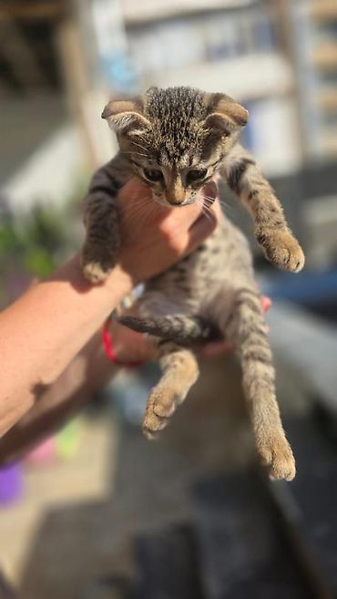 pişik otu: Şotland yastı qulaq, Yaxşı əllərə — 2