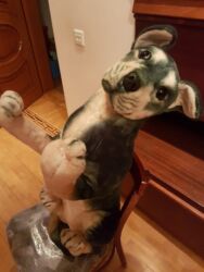 Oyuncaqlar: Oyuncaq İt. Çin istehsalı. Uzunluğu 75 sm. Qiyməti - 50 azn -da lalafo.az — 10 Oyuncaqlar: Oyuncaq İt. Çin istehsalı. Uzunluğu 75 sm. Qiyməti - 50 azn — 10