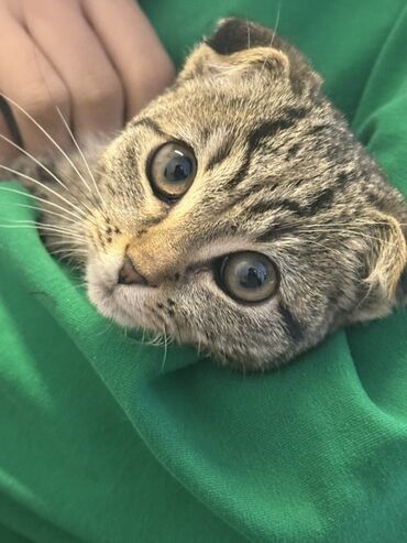 британская короткошерстная кошка вислоухая: Шотландский вислоухий котёнок (Scottish Fold) - Окрас: тигровый