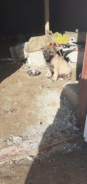 İtlər: Kanqal, 1 ay, Erkek — 10