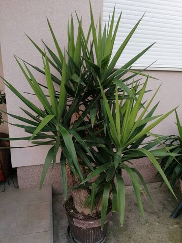 Ostale kućne biljke: Drvo života -Yucca Elephantipes Visine 1-2 m Drvo Zivota-Yucca — 8